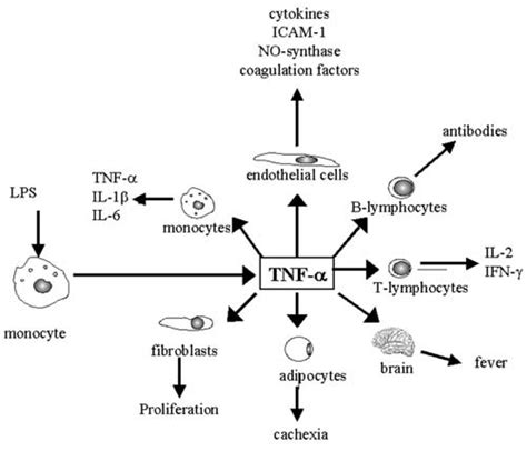 Tnf Tumor Necrosis Factor Plays A Major Role After Trauma It Exerts Download Scientific