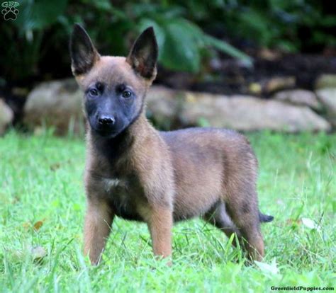 Belgian Malinois Puppies for Sale | Greenfield Puppies