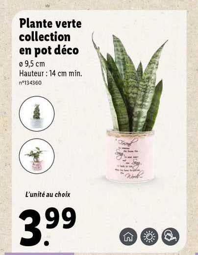 Promo Plante Verte Collection En Pot Déco chez Lidl iCatalogue fr