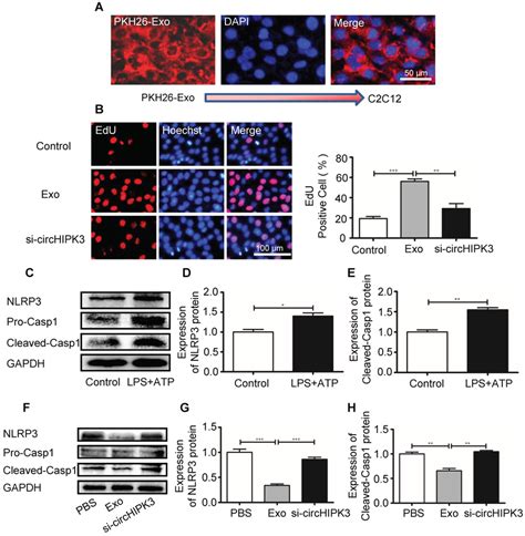 Circhipk Inhibits C C Cell Pyroptosis In Vitro A C C Cells Were