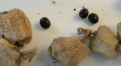 How to Germinate Canna Lily Seeds - Effectively