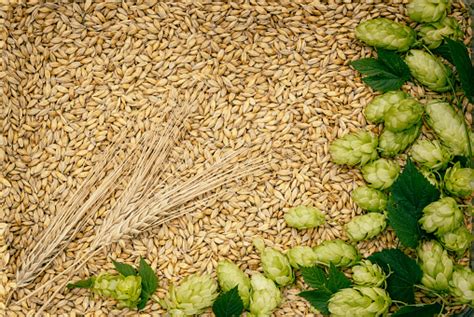 Beer Brewing Ingredients Hops And Barley Ears On A Barley Grains Heap