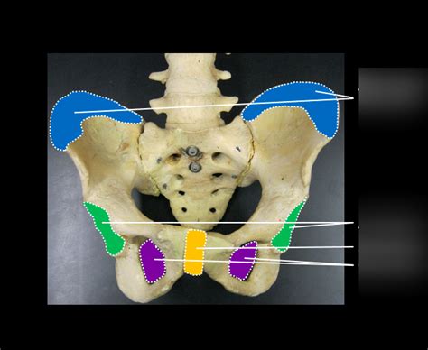 Pelvic Girdle Diagram Quizlet