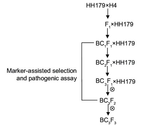 Schematic Work Flow Of Marker Assisted Backcross Breeding Download Scientific Diagram