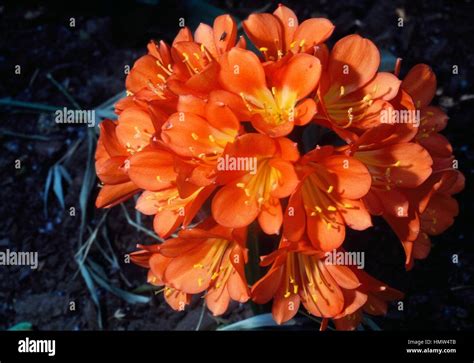 Clivia Hort Amaryllidaceae Stock Photo Alamy