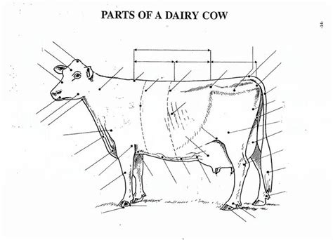 Parts Of A Dairy Cow Quiz Dairy Cows Cow Dairy