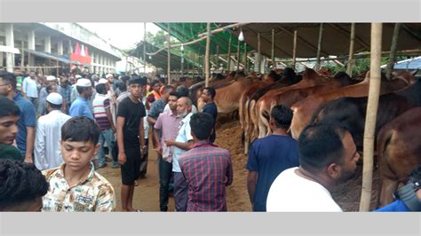 শেষ মুহুর্তে মৌলভীবাজারে কোরবানির পশুর হাট জমে উঠছে দাম চড়া