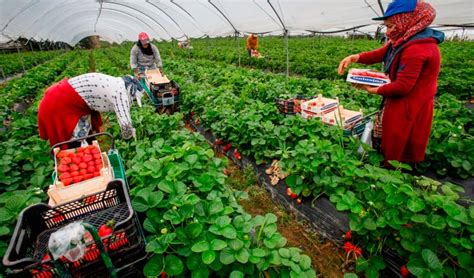 Gobierno Implementa Acciones Para Reactivar El Sector Agropecuario