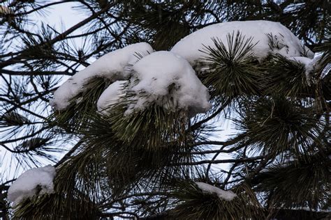 Pine Tree Branches In Snow Free Stock Photo - Public Domain Pictures