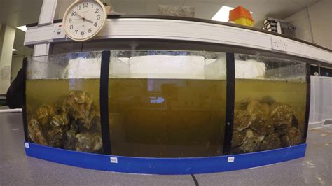 Oysters Filtering Water To Clear Youtube