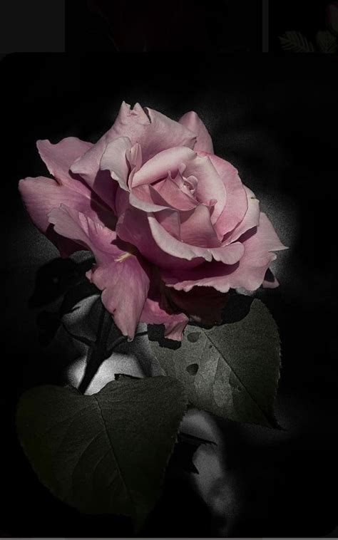 Pin de Olga en Роза,шиповник | Rosas bonitas, Flores increíbles, Flores ...
