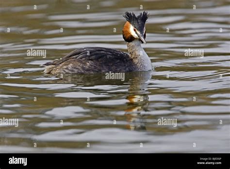 Great crested grebe in breeding plumage Stock Photo - Alamy