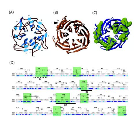 Structural Models And Immunogenic Regions Of Eed Isoform A