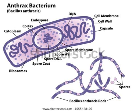 「内胞子が標識された炭疽菌（炭疽菌）、示される桿状体と胞子、DNA、リボソーム、細胞壁。」のベクター画像素材（ロイヤリティフリー ...