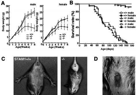 Phenotypes Of Stam1 Ϫ Ϫ Mice A Growth Curves For Stam1 ϩ ϩ