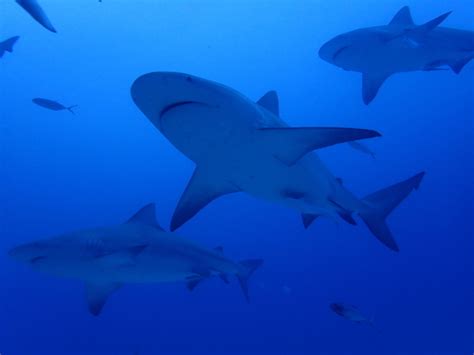 River Whaler (Carcharhinus leucas) · MINKA