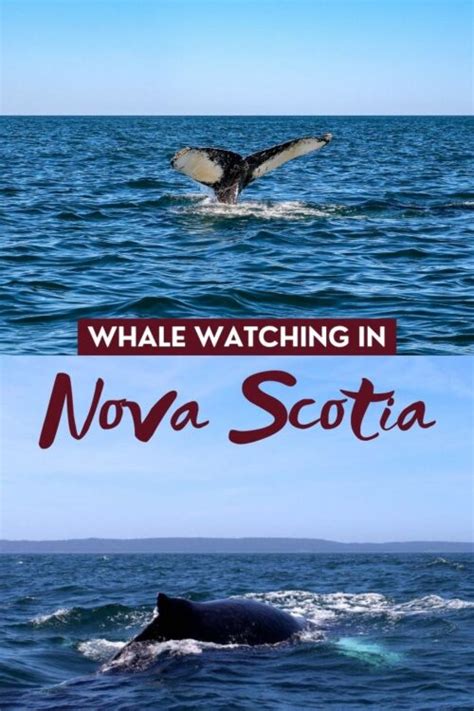 Whale Watching In Nova Scotia Why How Where And More