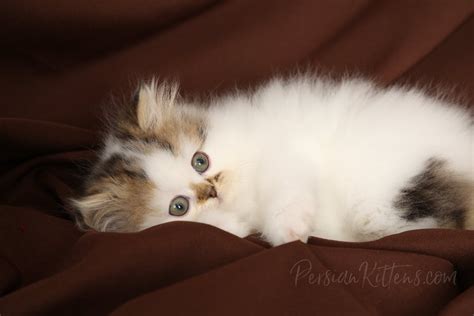 Teacup Persian kittens, Teacup cats, Teacup kittens for sale, Teacup ...