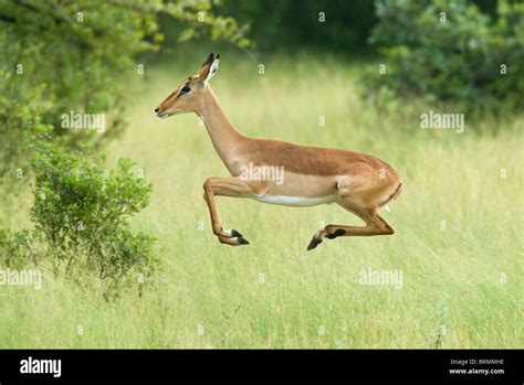 Antelope jumping hi-res stock photography and images - Alamy