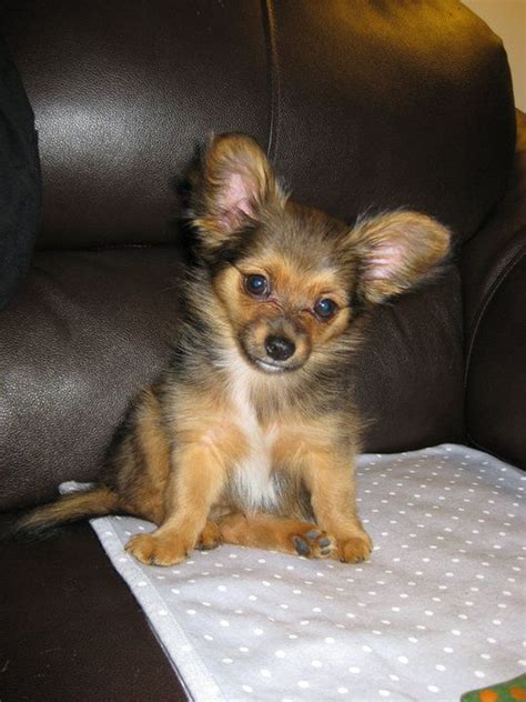 Full Grown Chihuahua And Yorkie Mix - Pets Lovers