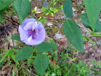 Using Georgia Native Plants: Georgia's Coastal Plain Ecoregion