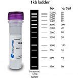 Accuris Smartcheck Kb Dna Ladder Morganville Scientific