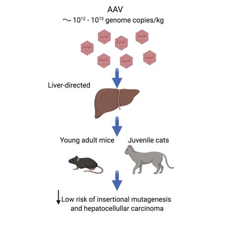 Low Incidence Of Hepatocellular Carcinoma In Mice And Cats Treated With