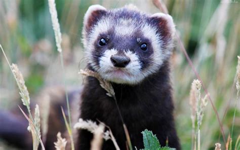 31 best images about Polecat ... European on Pinterest | European ...