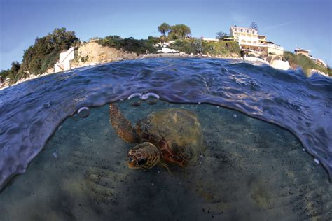 Sea Turtles of the Mediterranean Sea — The State of the World's Sea ...