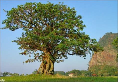 Ficus Superba Alchetron The Free Social Encyclopedia