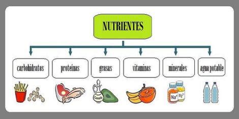 Los alimentos y sus nutrientes conoce cuáles son sus funciones en el