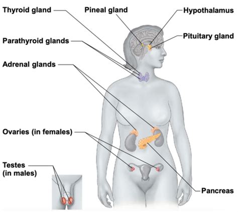 Chapter Hormones Endocrine System Flashcards Quizlet