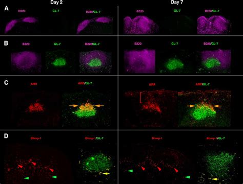 Robust GC And Plasmablast Responses Were Induced In Nude Mice By