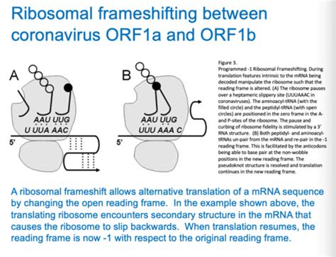 Core Themes In Dna Virus Replication Flashcards Quizlet