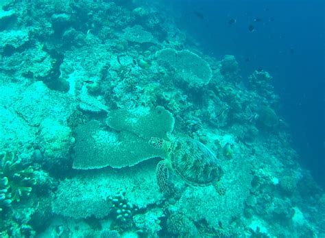 Snorkeling the Hanging Gardens, Sipadan Island | Snorkeling in Malaysia