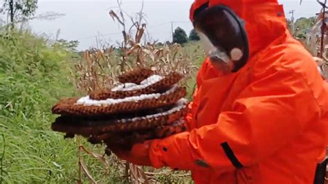 Asian Giant Hornetsunderground Murder Hornet Nest Removalvespa Mandariniaremoving Wasp Nest