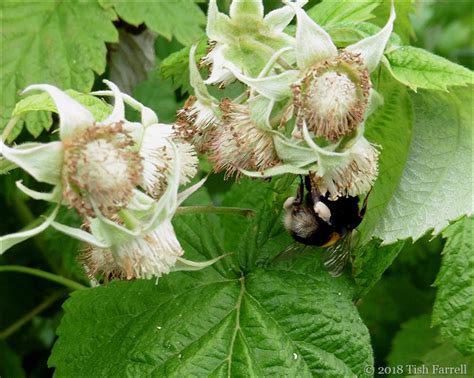 All Bee Hum And Bee Bums In The Raspberries Tish Farrell