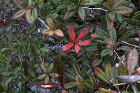 Red Leaf in a Bush Seen Up Close Stock Image - Image of growing, leaf ...