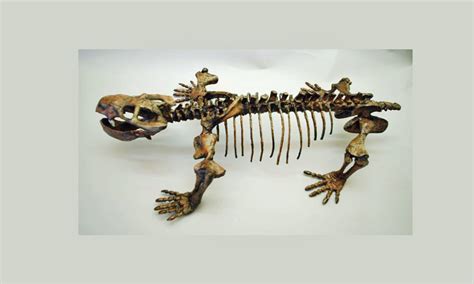 Dicynodont Skeleton Mounted Replica - SkeletonsAndSkulls