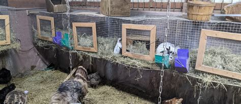 Meet Our Rabbits Cff Farm