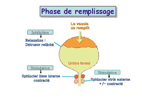 Lincontinence Urinaire De La Personne Ge Une Prise