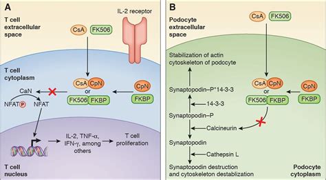 The Evolving Role Of Calcineurin Inhibitors In Treating Lupu