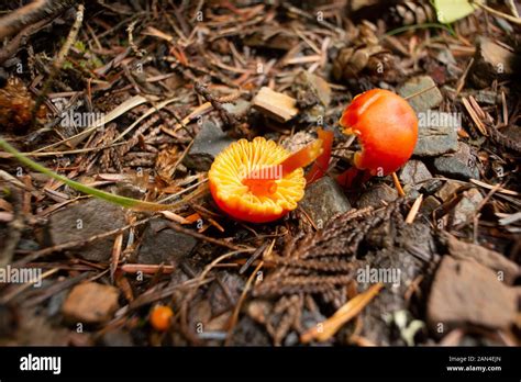 orange gilled waxy cap  res stock photography  images alamy
