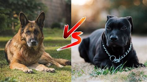 German Shepherd Vs Pitbull Understanding Key Differences