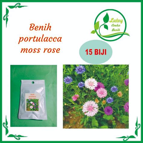 Jual Benih Bunga Portulaca Moss Rose Isi Biji Shopee Indonesia