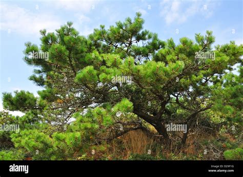 Cape Cod Pitch Pine Trees Massachusetts Usa Stock Photo Alamy