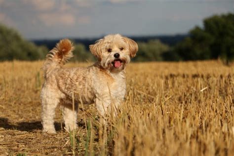 Einen Kleinen Hund Kaufen Doch Nicht So Unkompliziert Wie Gedacht