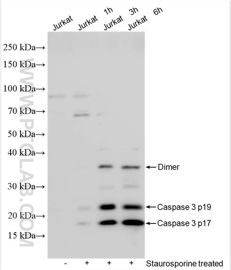 Results For Caspase Proteintech Group