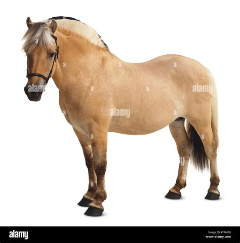 Fjord Pony Stock Photo - Alamy