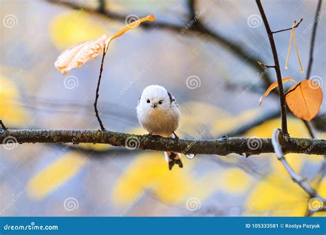 Cute Fluffy Forest Bird In The Rain Stock Image Image Of Claw Long